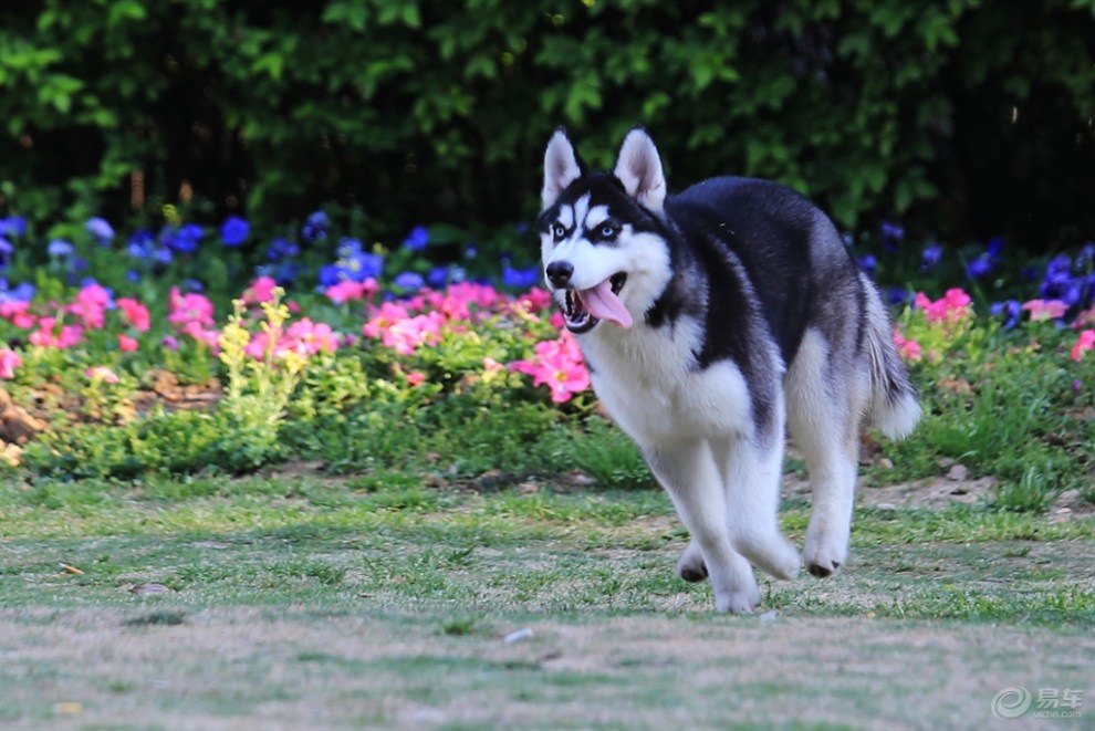 【名犬欣赏】哈士奇犬