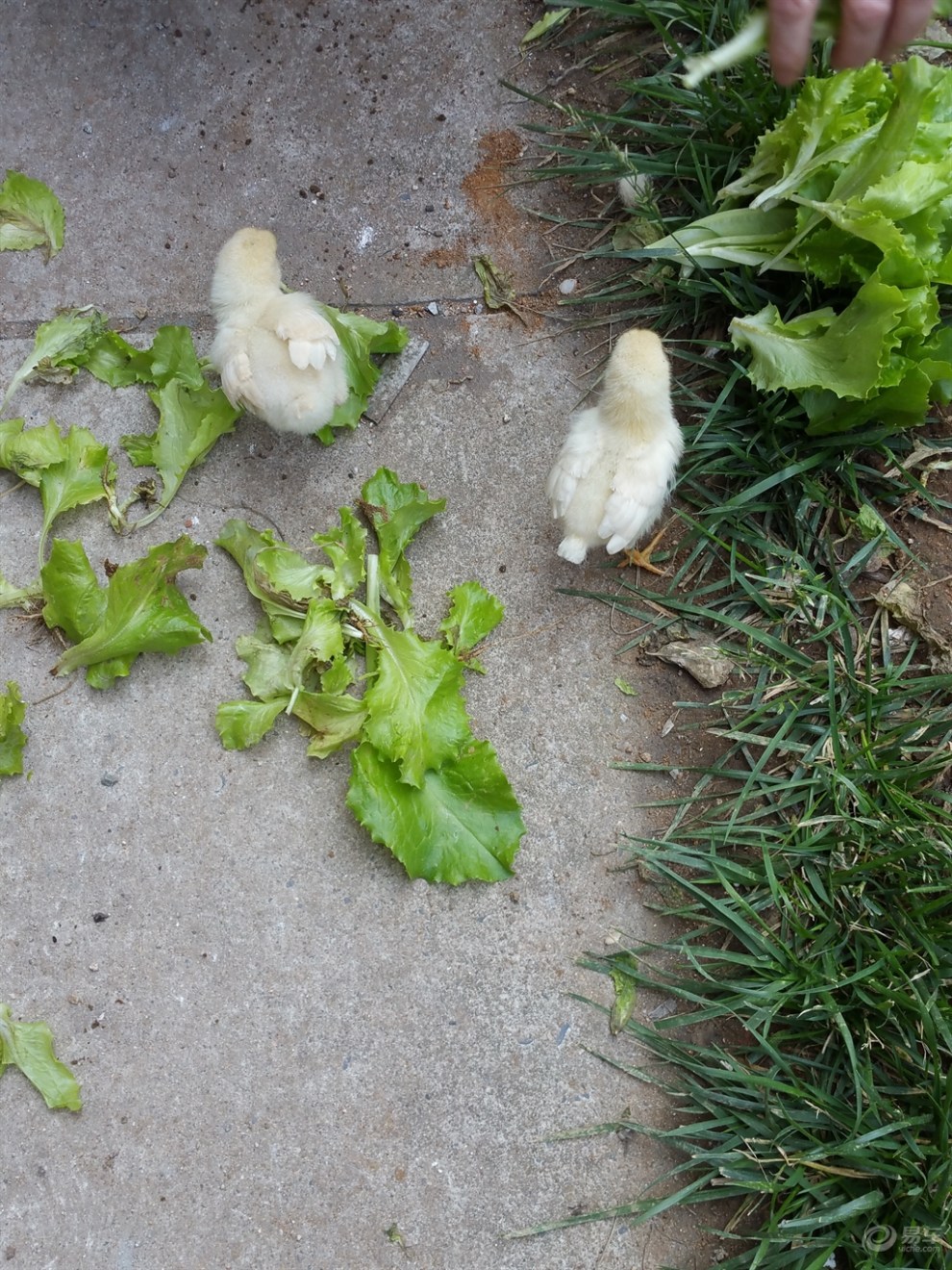 【精华大比拼】小侄子养的小鸡