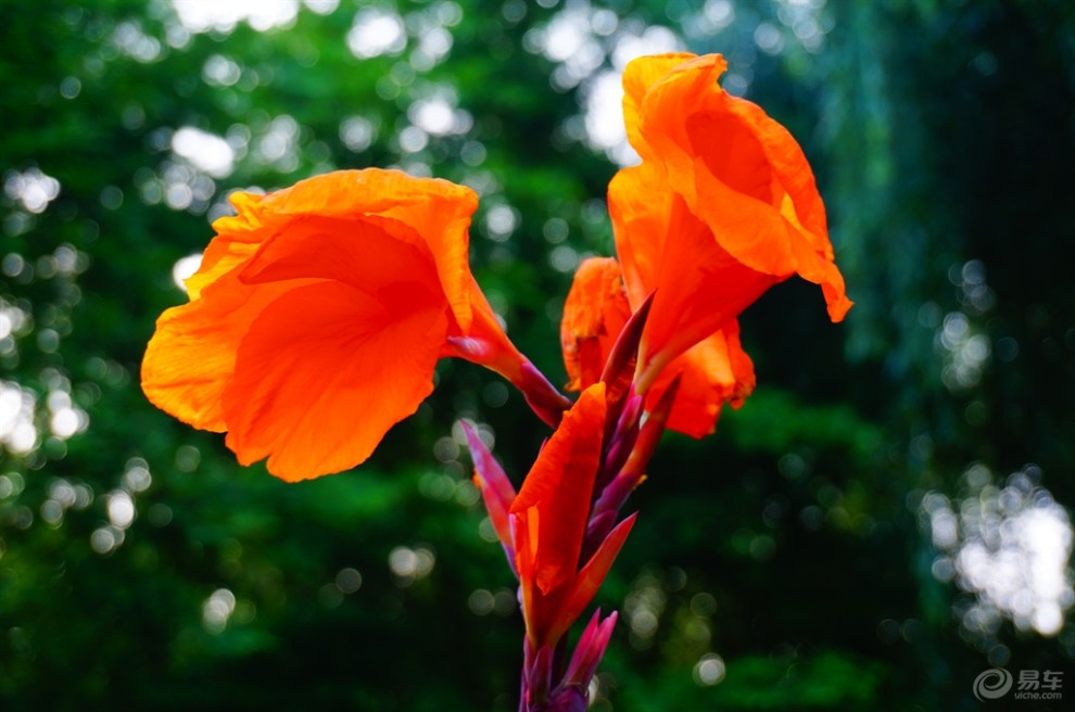 【精华贴争霸赛】橙色美人蕉(7月第1期)首发