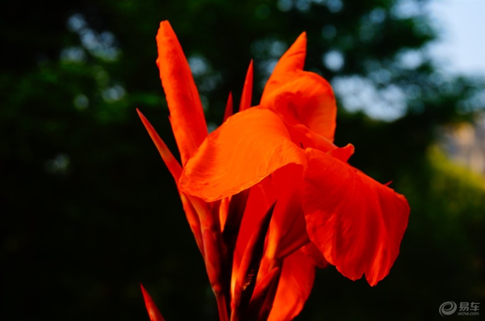 【精华贴争霸赛】橙色美人蕉(7月第1期)首发