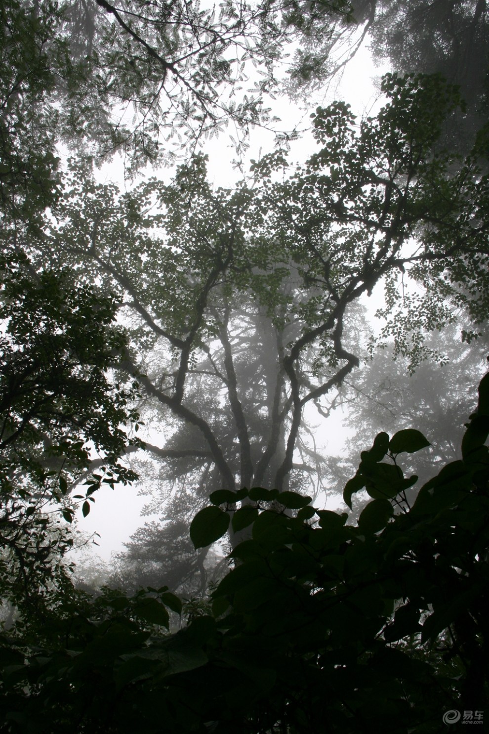 (原创首发)暮色苍茫看劲松