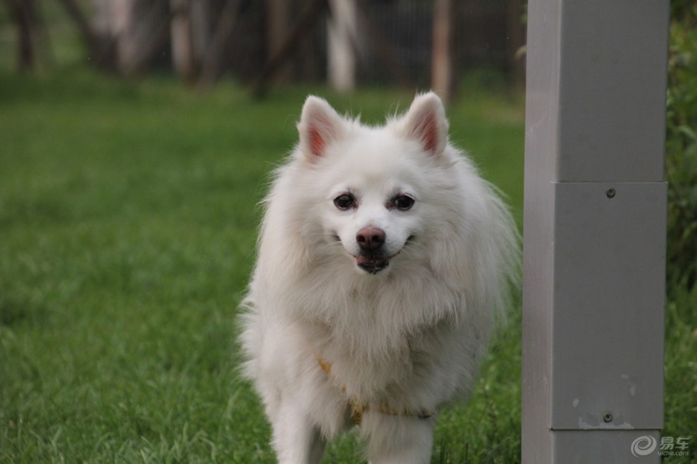 【夏日暖寵秀】雪白的狐狸犬