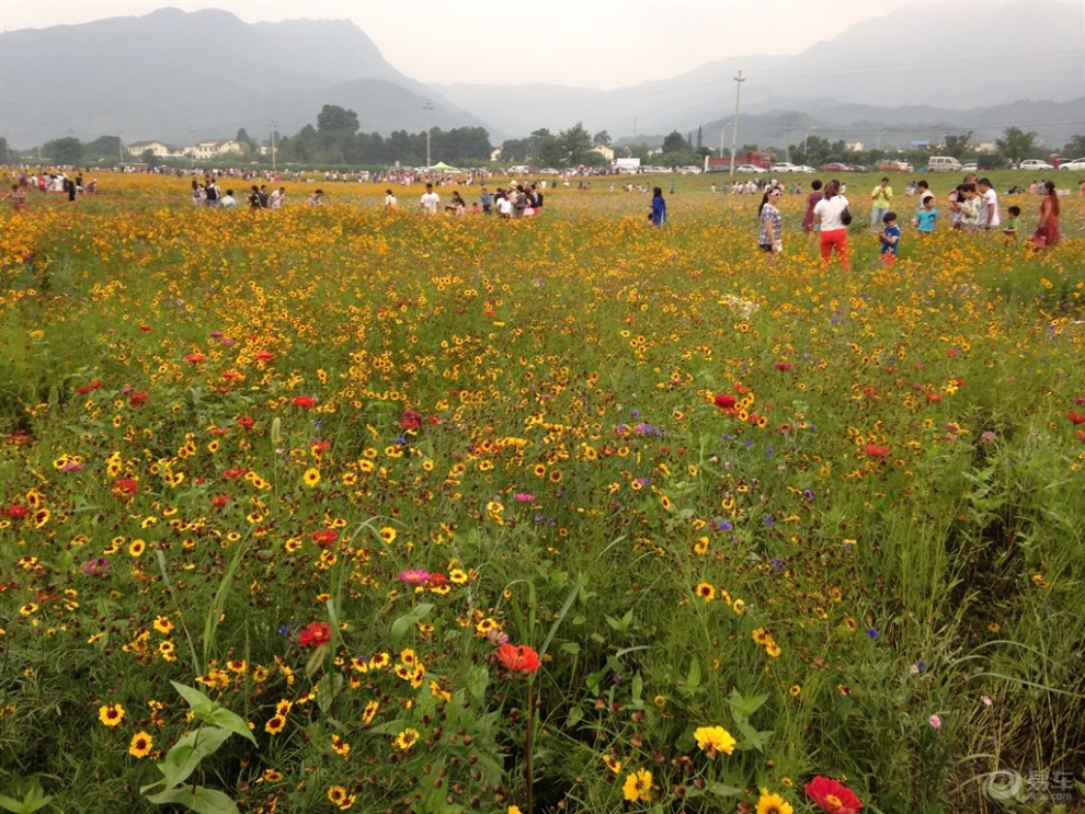 【夏遊葛仙山】週末遊彭州葛仙山摘李子通濟花海看花