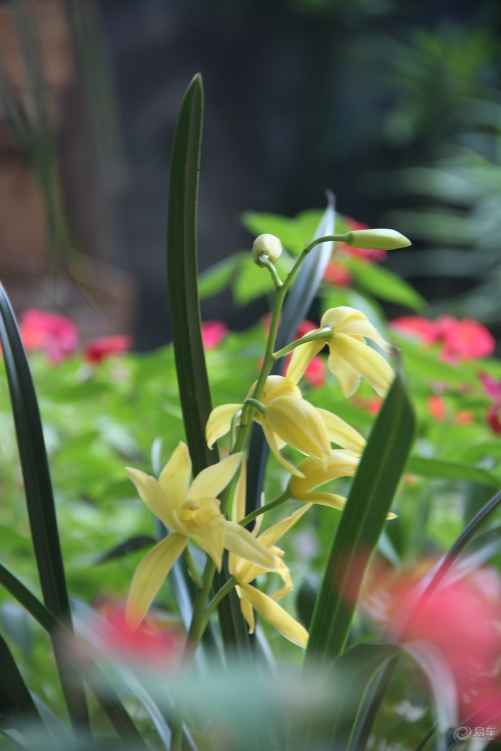 家里的兰花开了