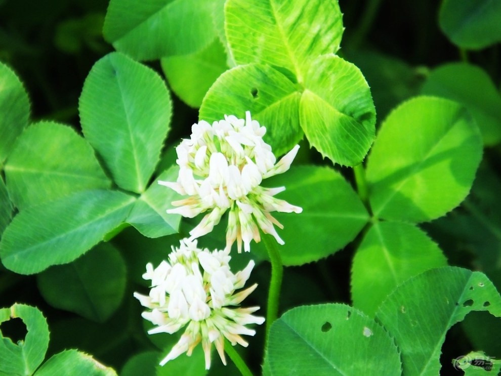 【精华争霸赛】白车轴草