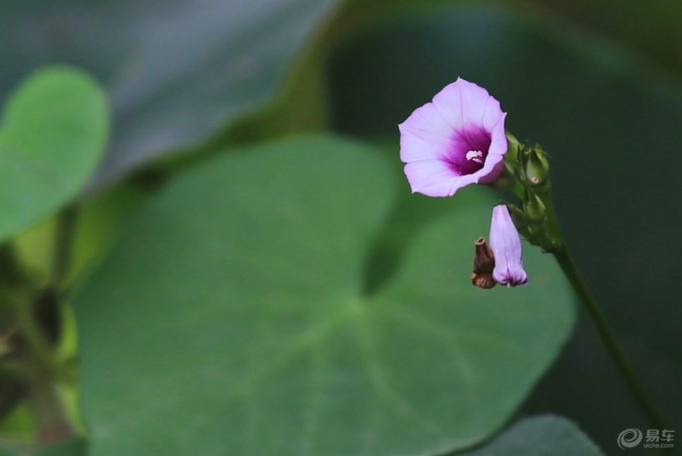 婉约的小牵牛花