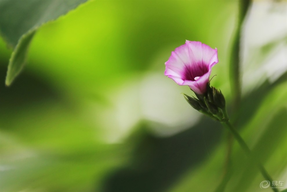 婉约的小牵牛花