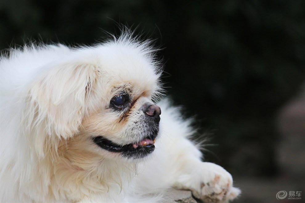 漂亮的京巴犬