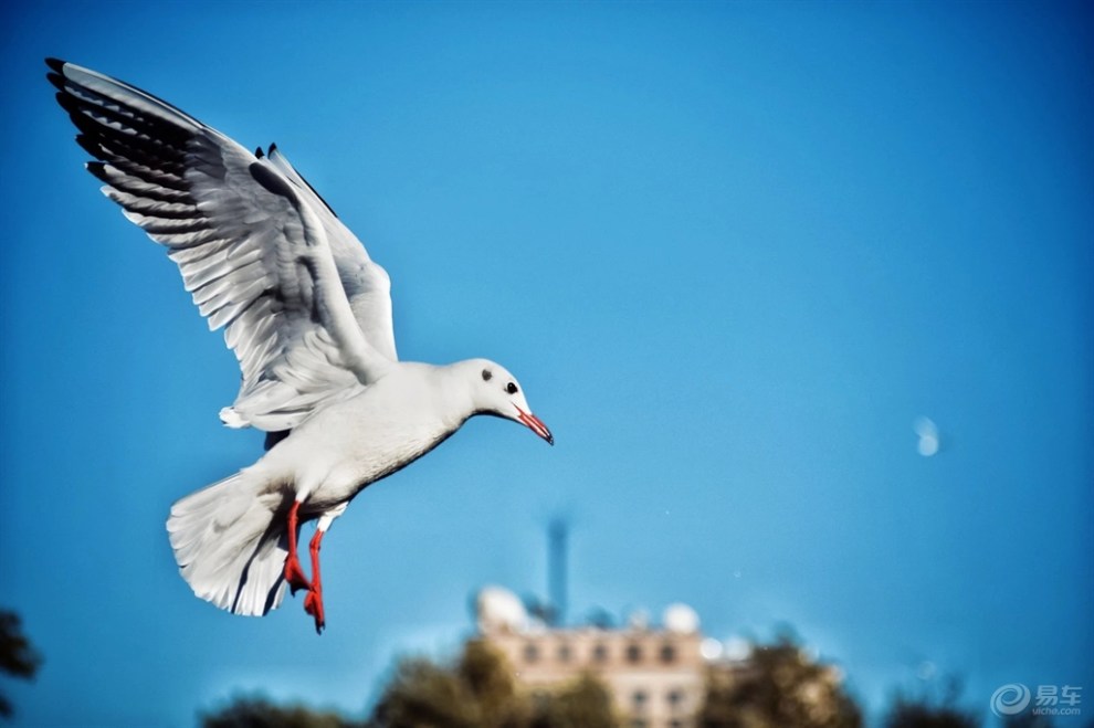 【新年新气象】鸥,鸥,鸥.