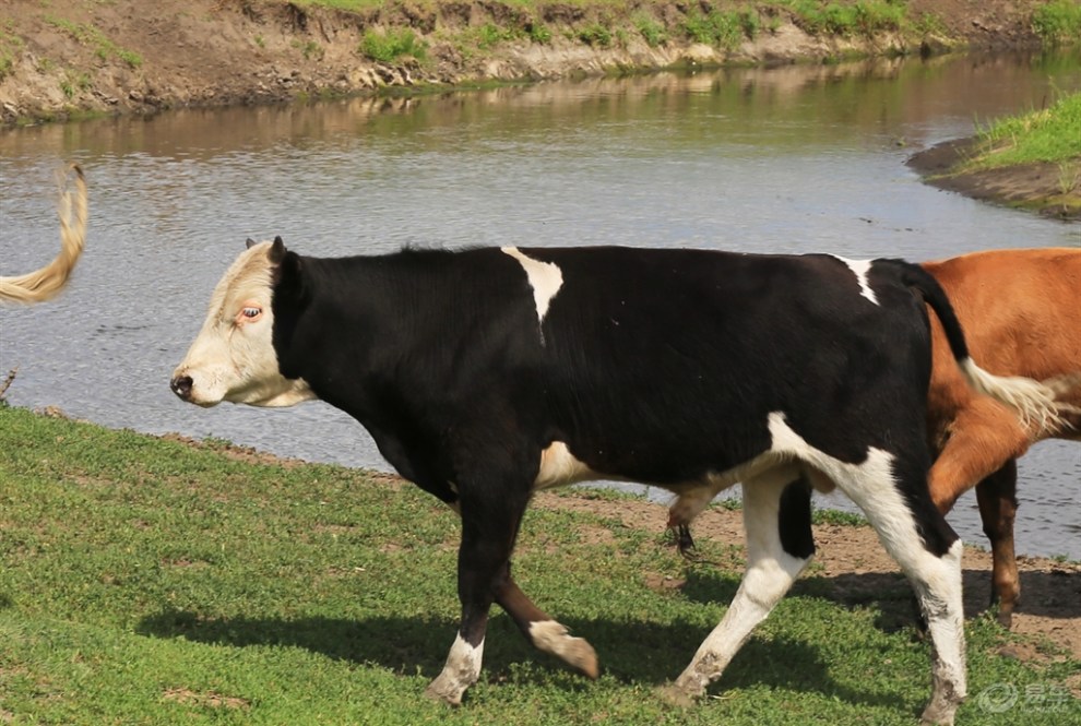 【易呼百英】呼伦贝尔大草原上的牛