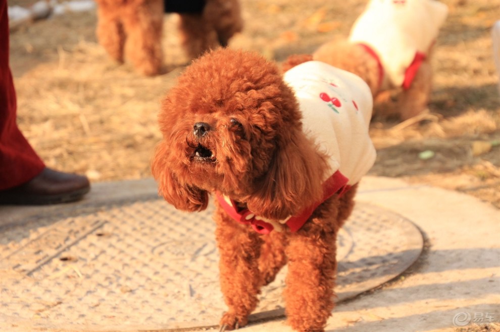 【欢乐萌宠第二季】萌宠泰迪