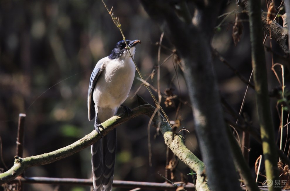 【【欢乐萌宠第二季】暖阳灰喜鹊】_宠物当家论坛图片集锦_汽车论坛