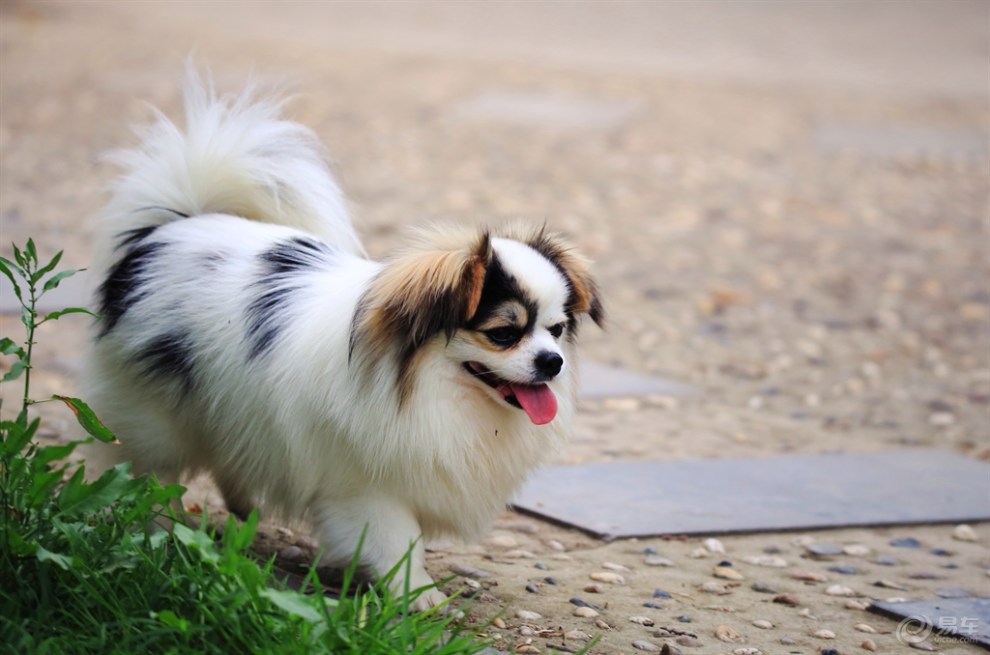 漂亮的蝴蝶犬