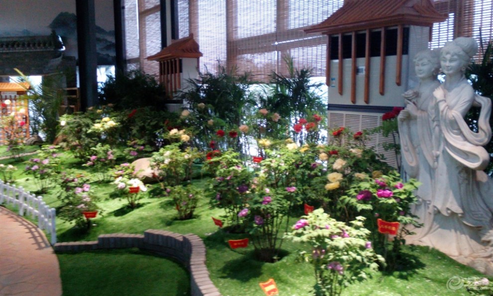 四季牡丹展览馆一览晚秋盛开的牡丹花