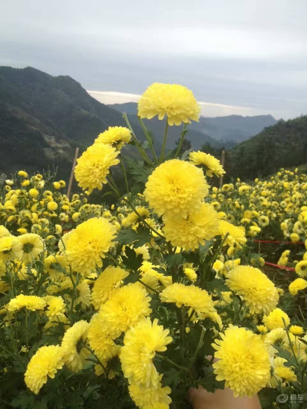 採菊東籬下,悠然見南山