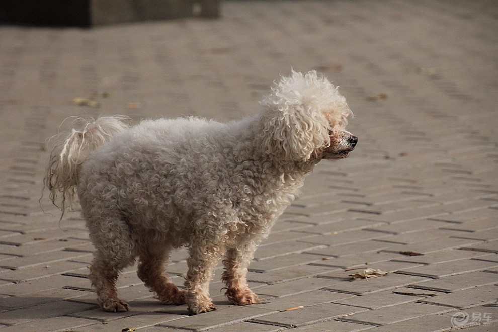 【歡樂萌寵第七季】廣場上的貴婦犬