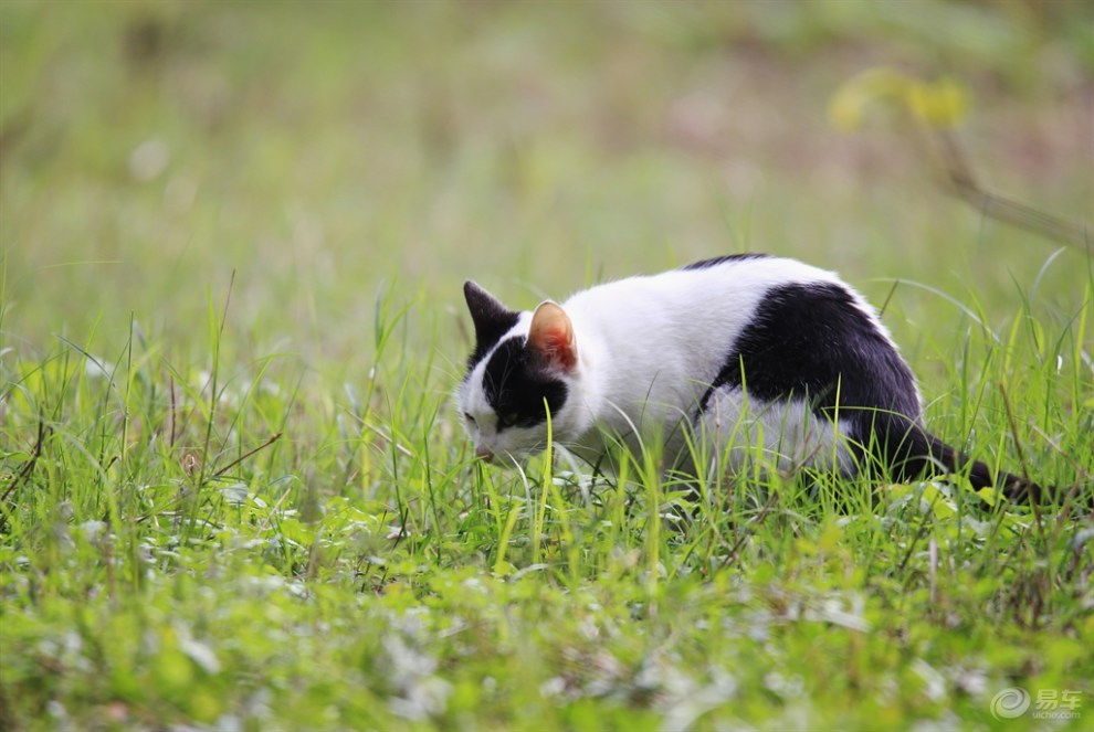 吃草的猫咪