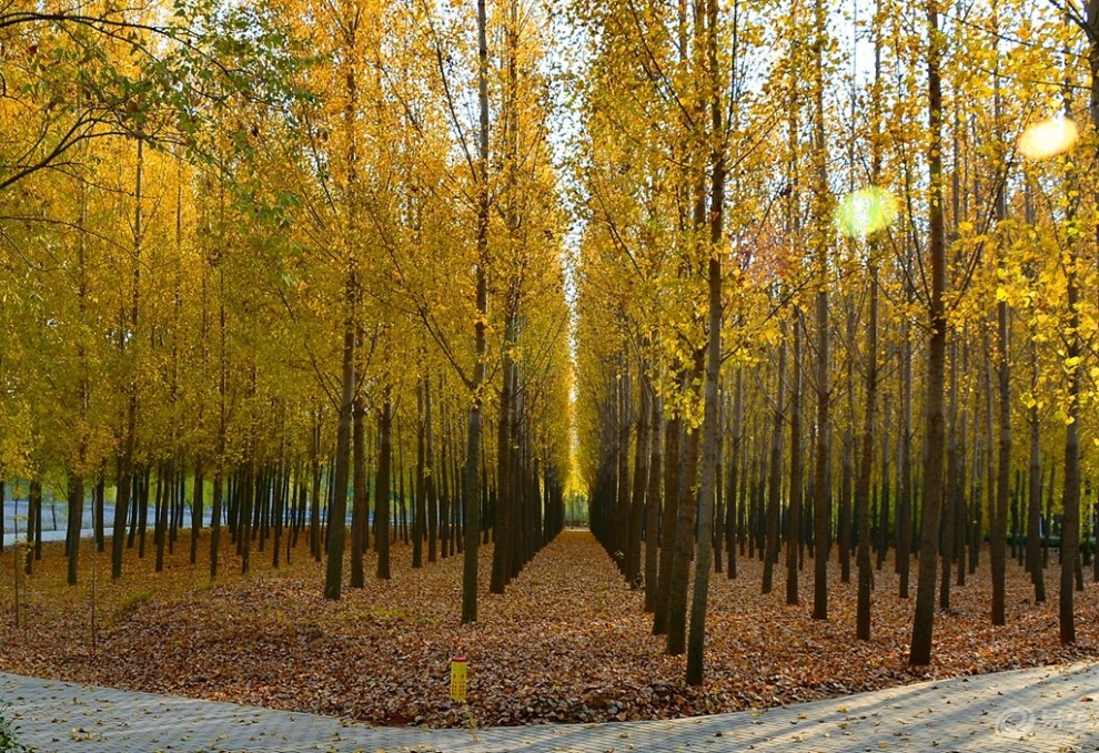 校园美景之二～～杨树林