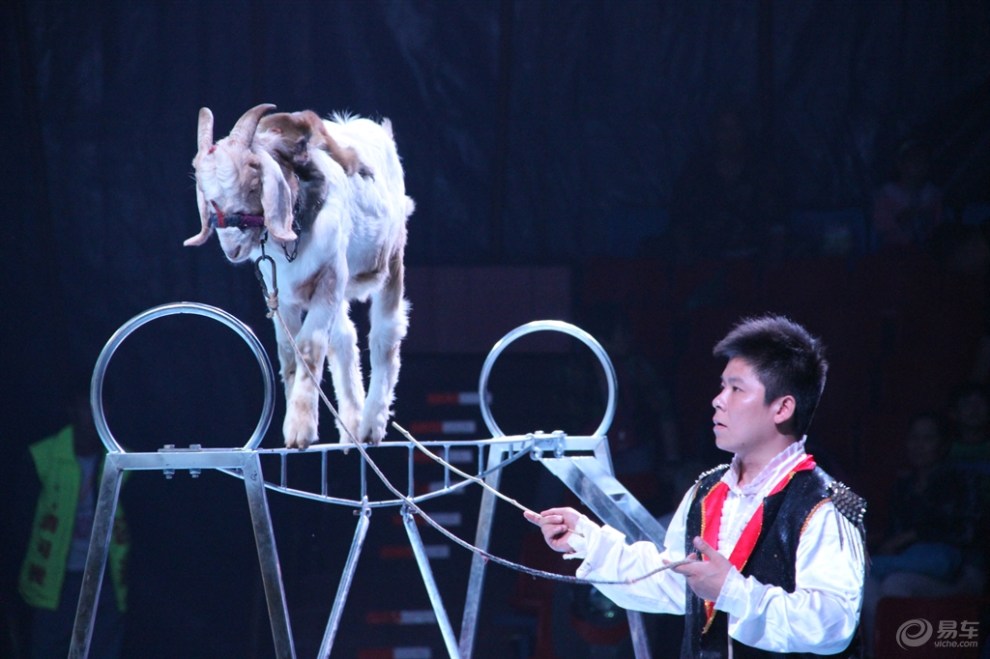 马戏(山羊表演)