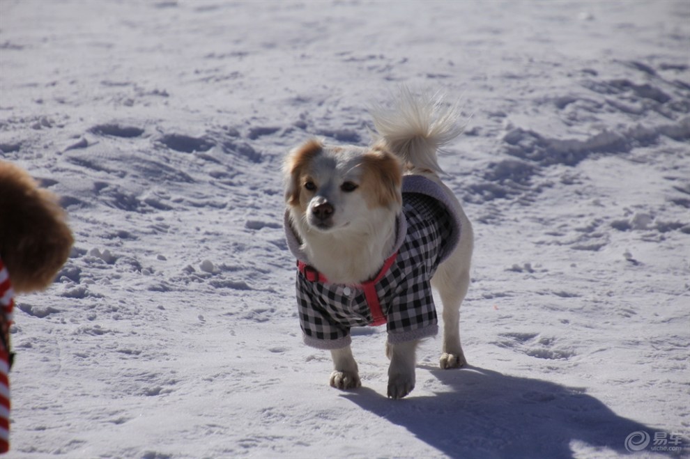 雪地上的狗狗