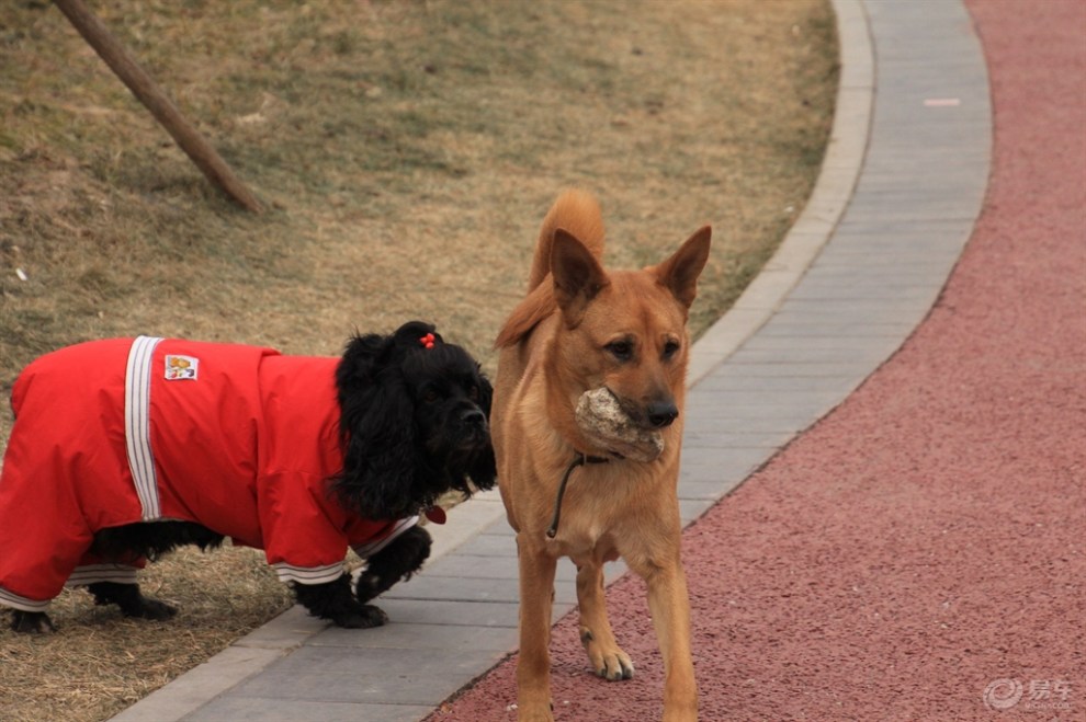 带着妞妞遛弯遇见的狗狗们