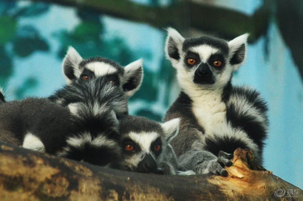 【【欢乐萌宠第二季】《环尾狐猴的幸福生活》】_宠物当家论坛图片