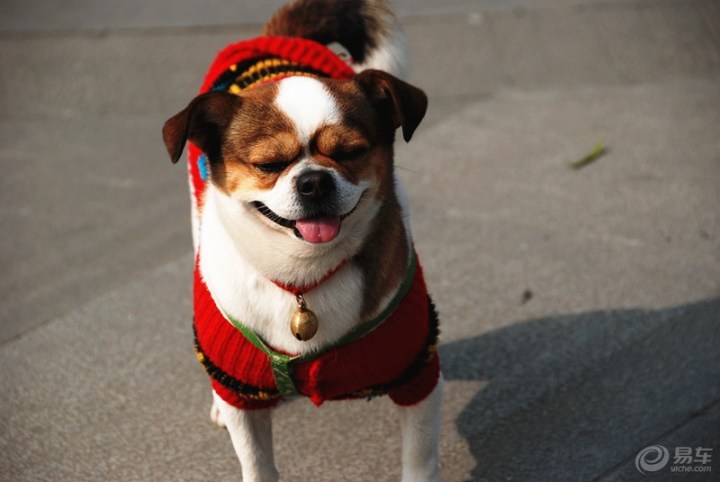 【欢乐萌宠第三季】【cd】一路走一路看,满眼春色看不尽!