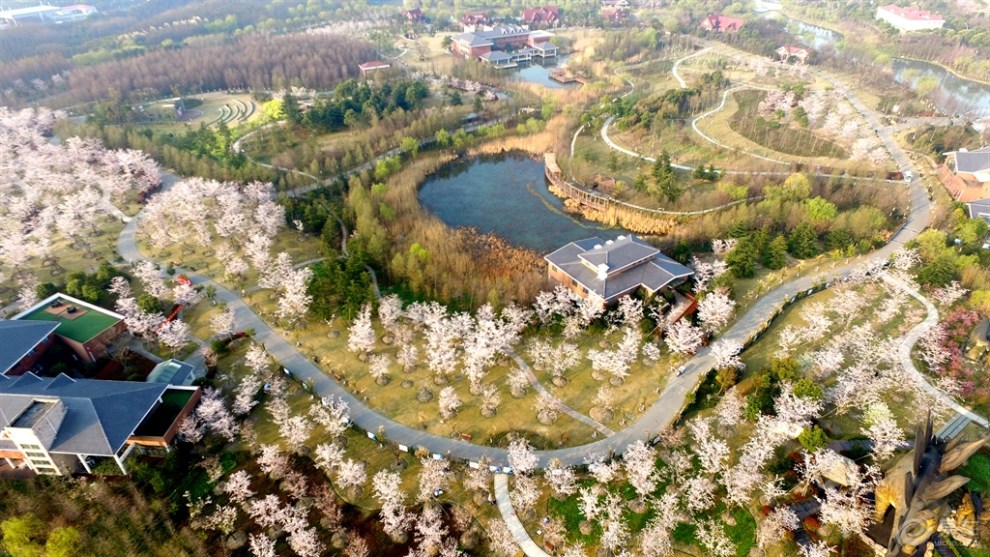 【航拍】清晨的顾村公园