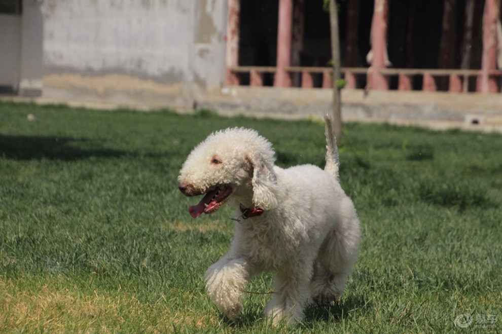 【歡樂萌寵第三季】活潑的貝靈頓犬