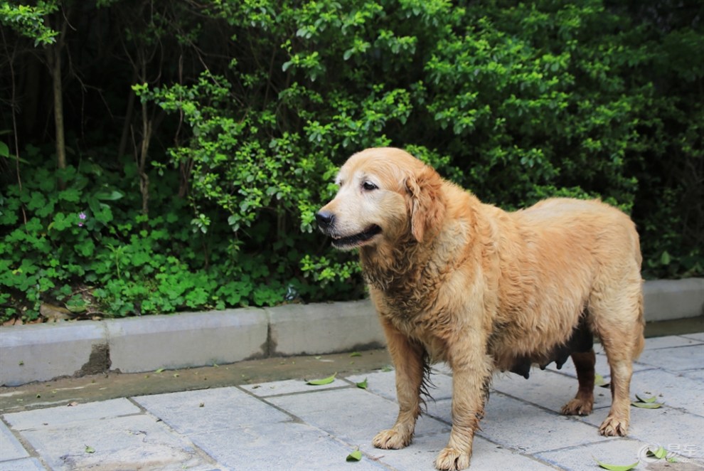 【桂林山水之旅】大圩镇口的狗妈妈