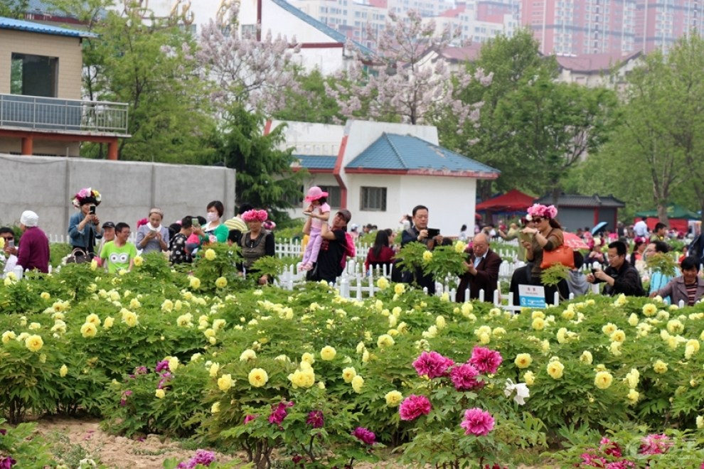 【原創首發】遊曹州牡丹園