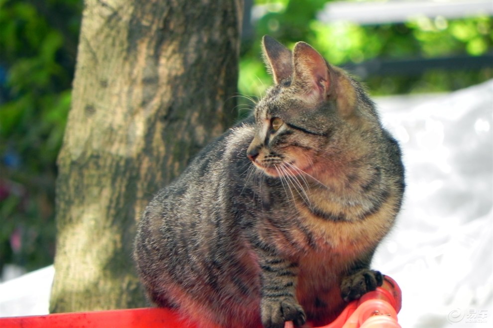 东张西望的小花猫