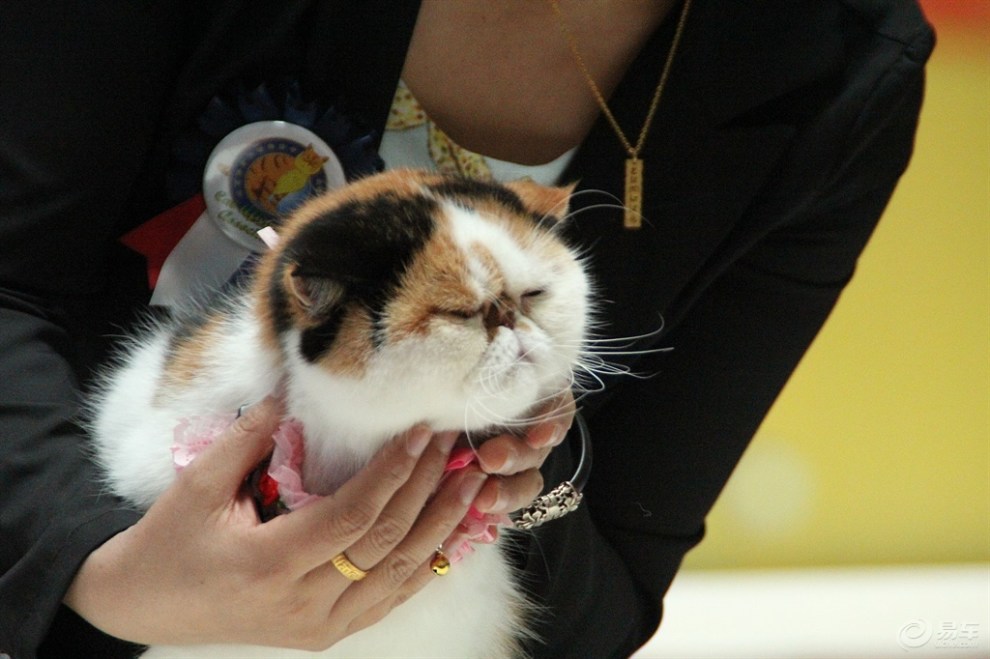 比赛中的三色加菲猫!