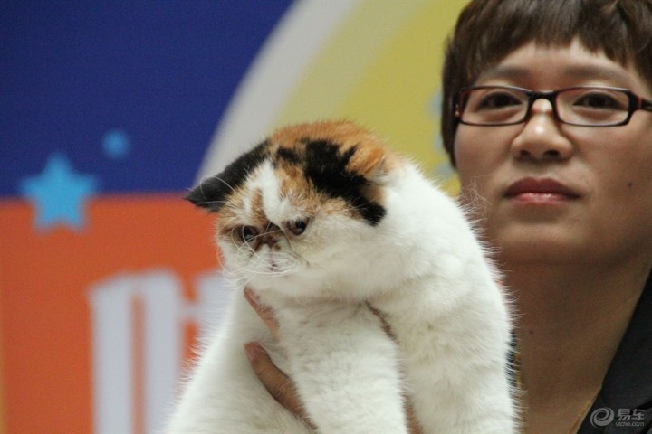 比赛中的三色加菲猫!