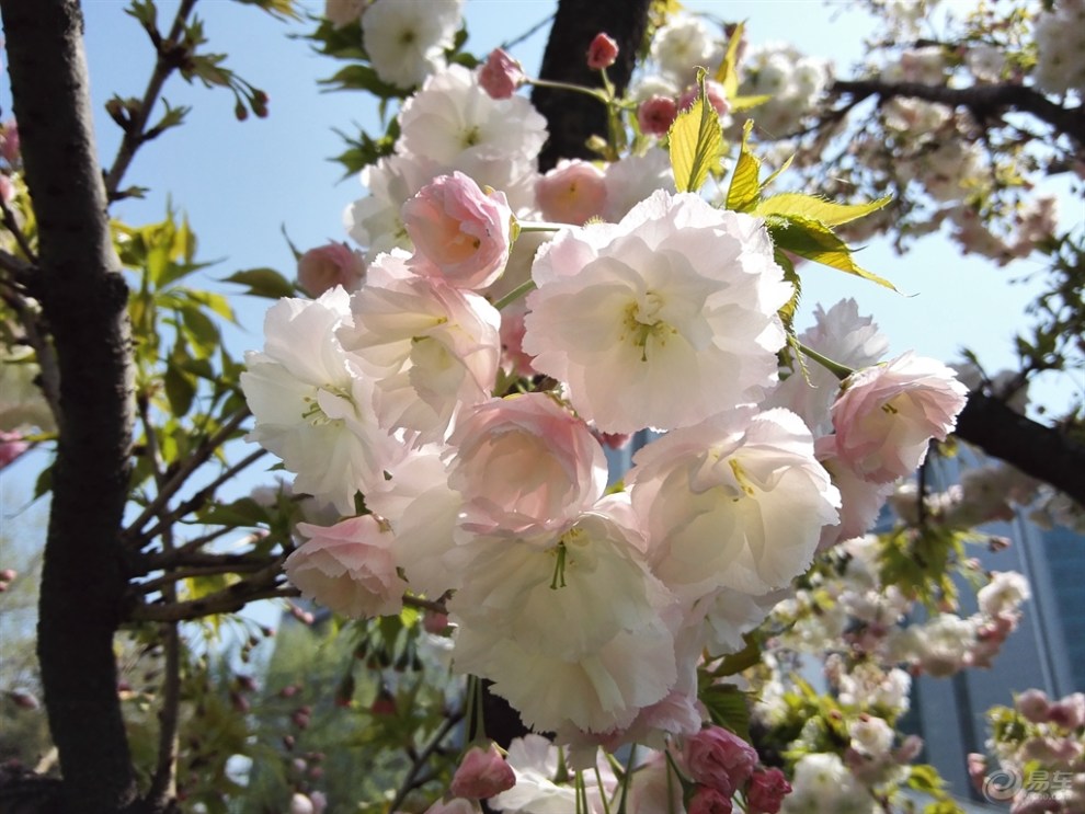 粉樱花 白樱花