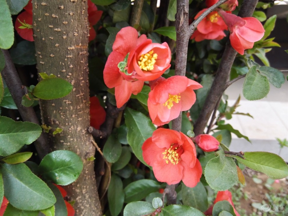 木瓜海棠