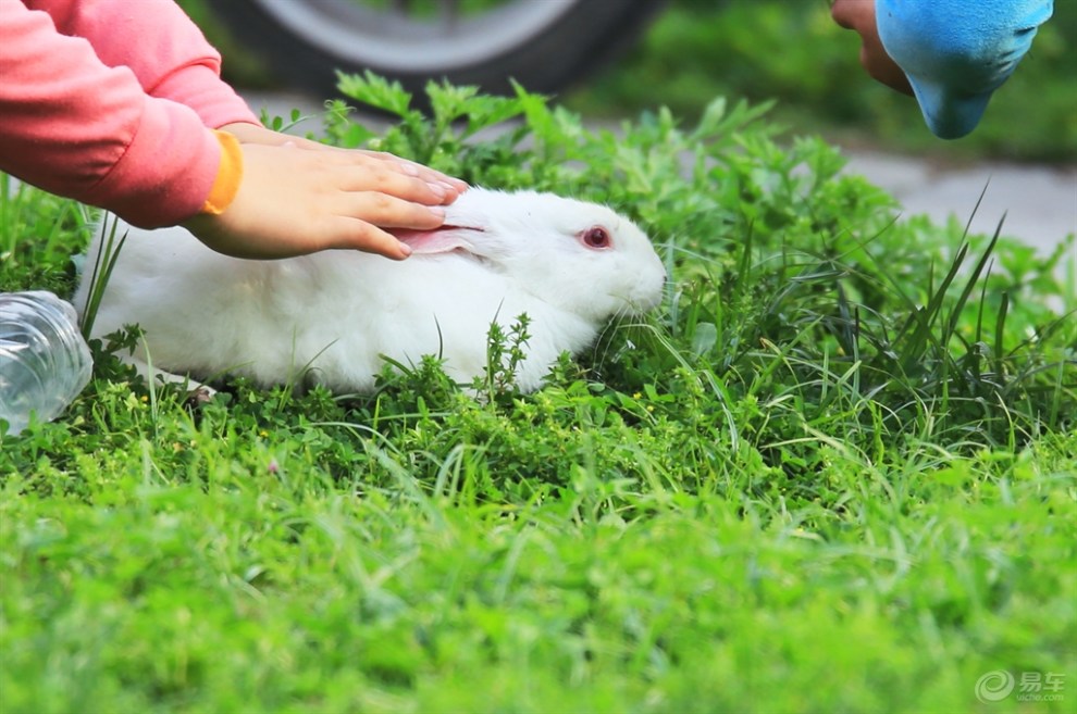青草地上小白兔