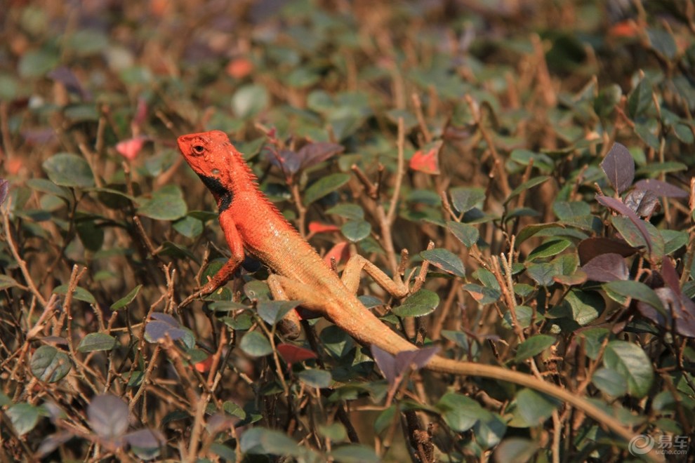 海南三亚《兴隆热带森林公园-蜥蜴》