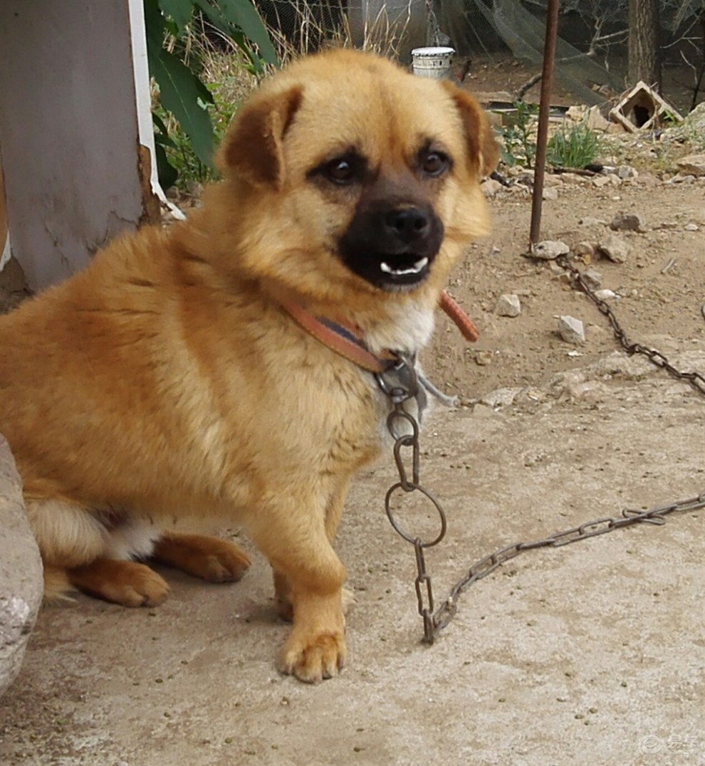 【欢乐萌宠第四季】可爱的小黄狗