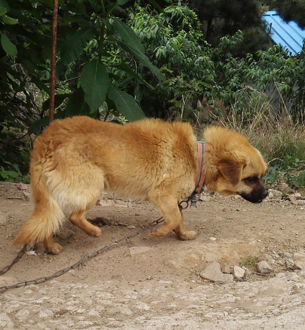 【欢乐萌宠第四季】可爱的小黄狗