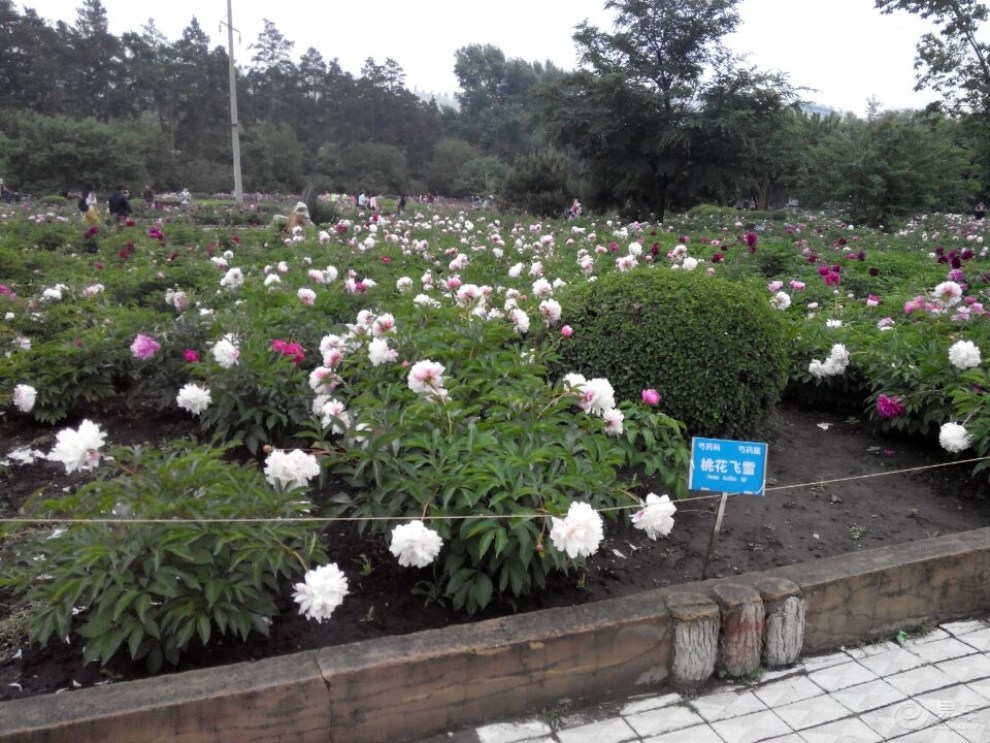 【哈爾濱市冰城cs35車友會】植物園賞花記---芍藥花開