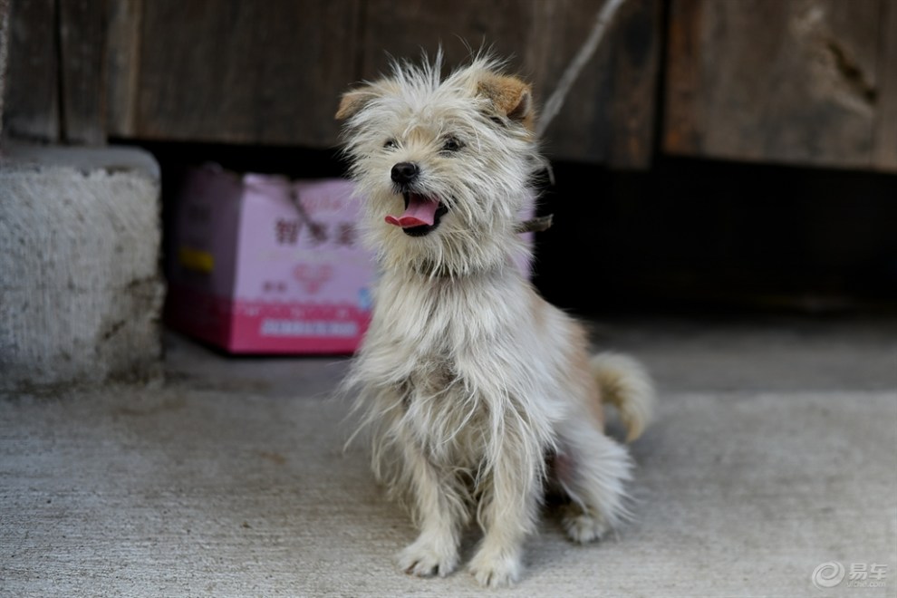 一只小花狗拴在大门口