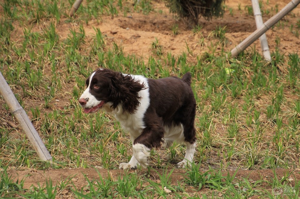 史賓格犬2