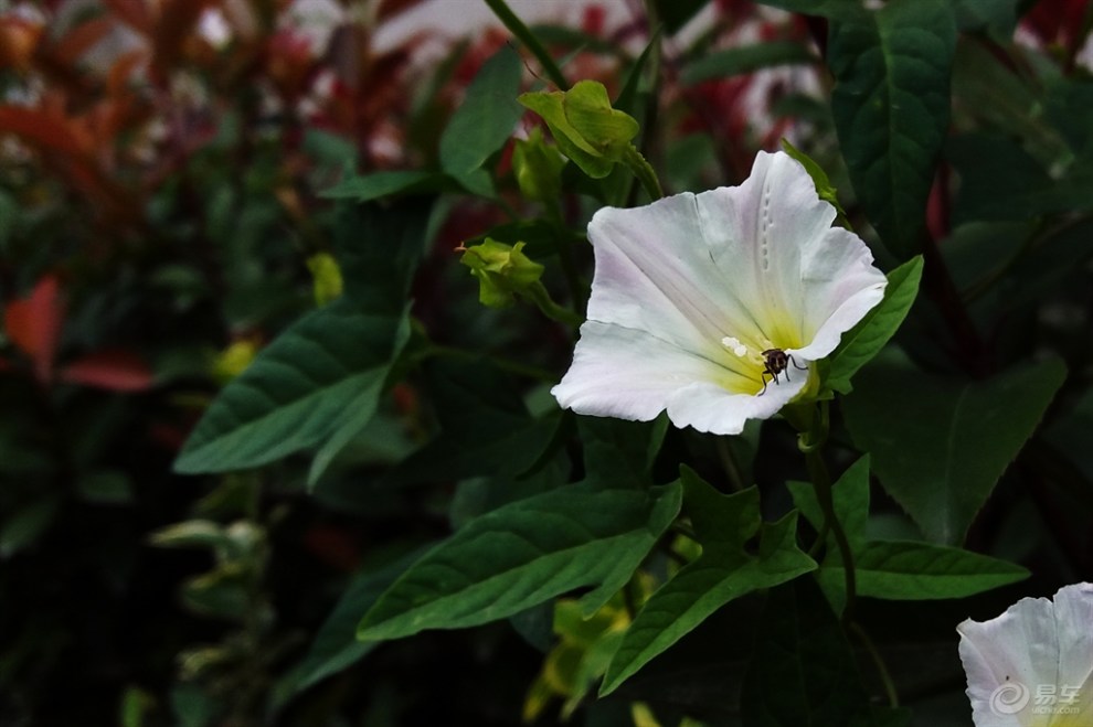 田旋花图片(田旋花专用除草剂)