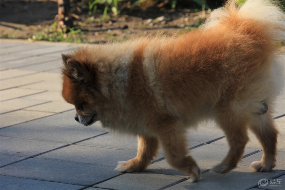 【欢乐萌宠第五季】乘凉的狗狗