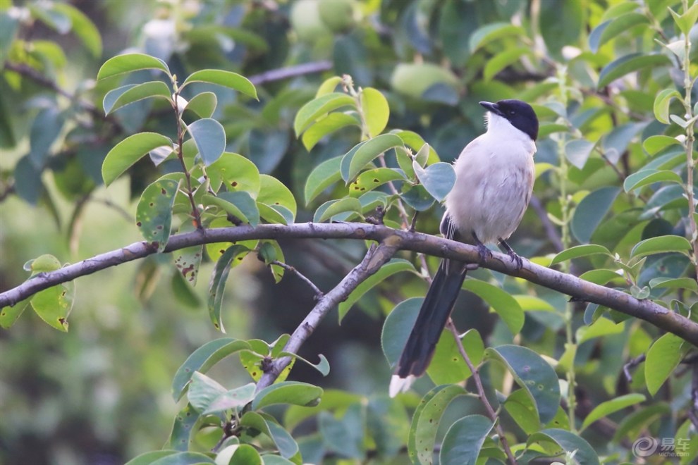 "沙和尚"灰喜鹊