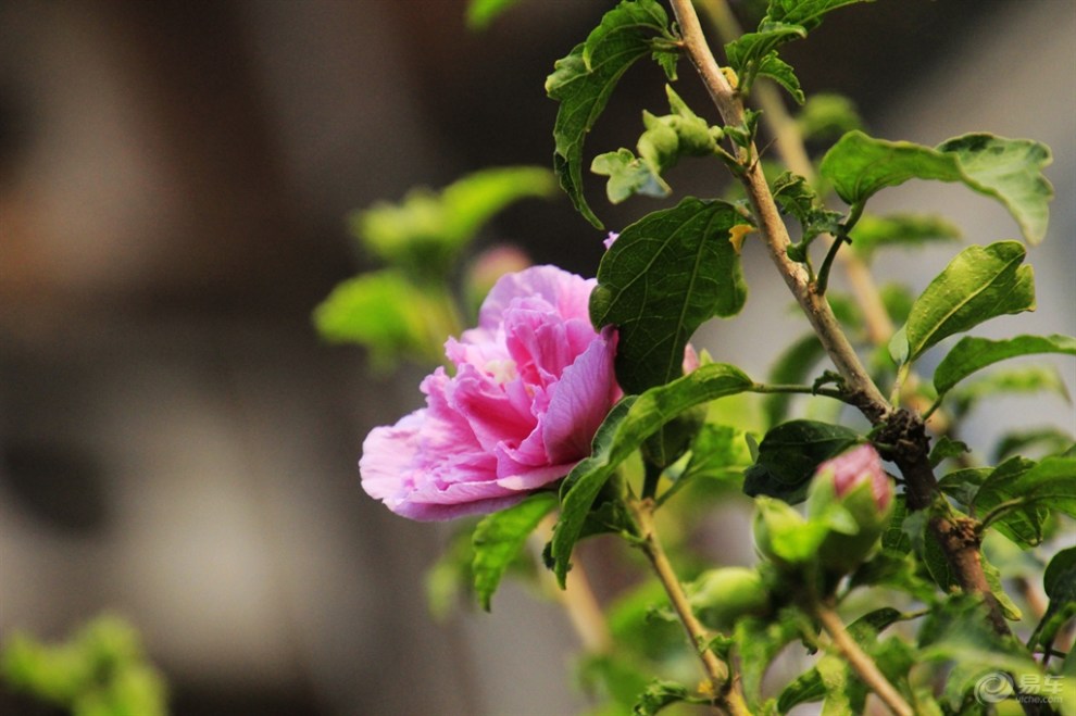 木槿花