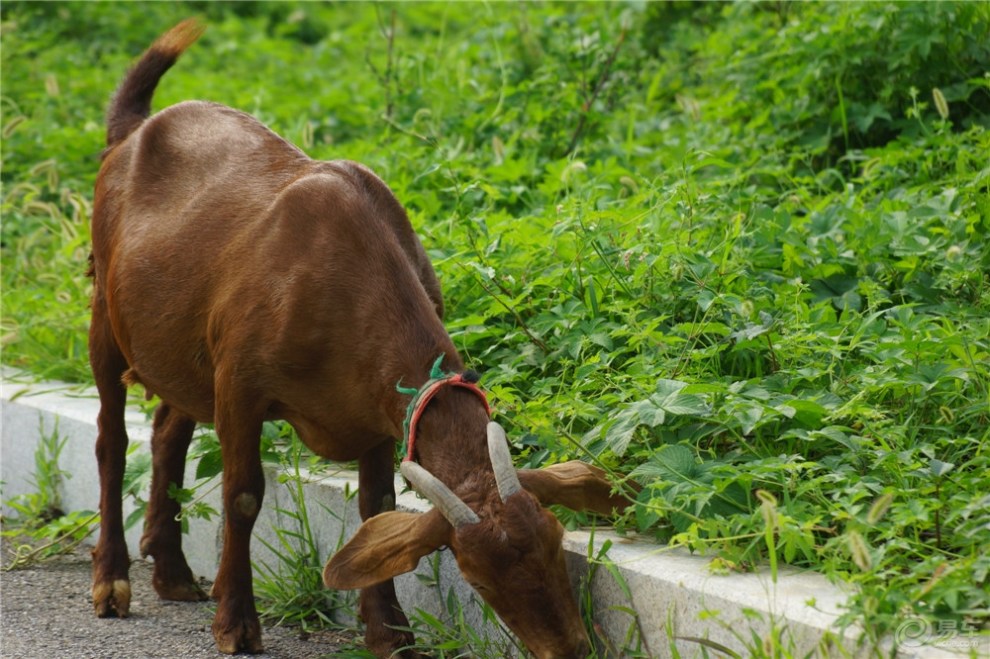叫你看看什么叫死羊眼!