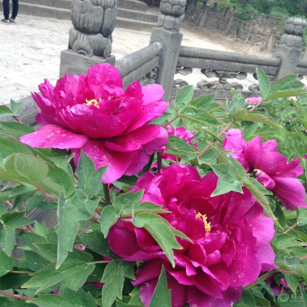 延安万花山牡丹