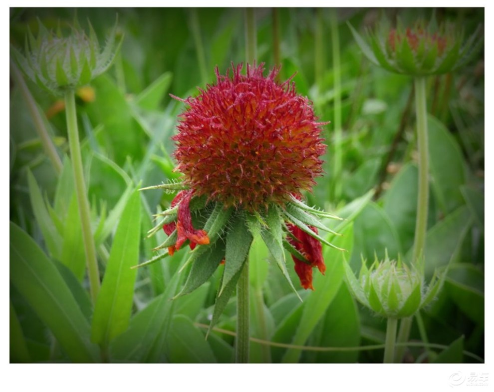 红豆豆豆 《楚雄彝海公园里的花海》